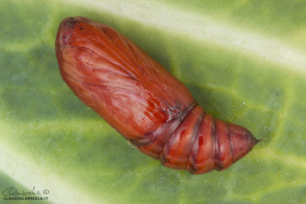 Peridroma saucia (Hbner, 1808) - Noctuidae Noctuinae