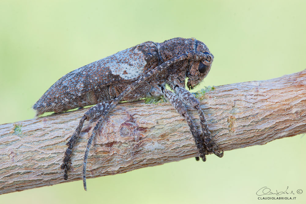 Niphona picticornis Mulsant, 1839 - Cerambycidae