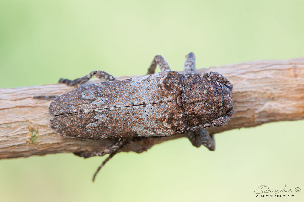 Niphona picticornis Mulsant, 1839 - Cerambycidae