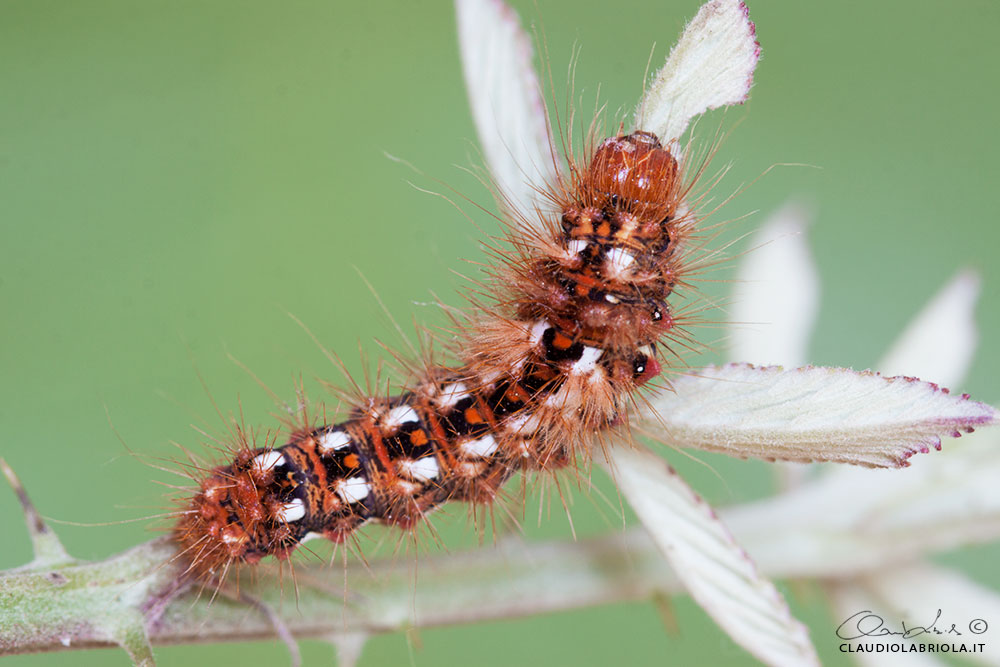 Acronicta (Viminia) rumicis (Linnaeus, 1758)