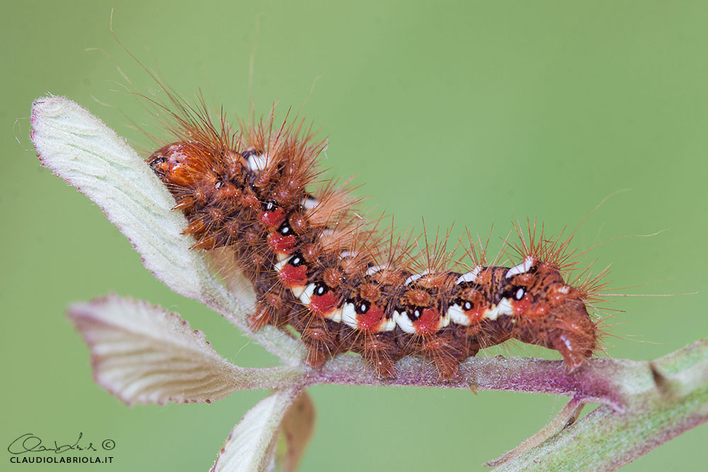 Acronicta (Viminia) rumicis (Linnaeus, 1758)