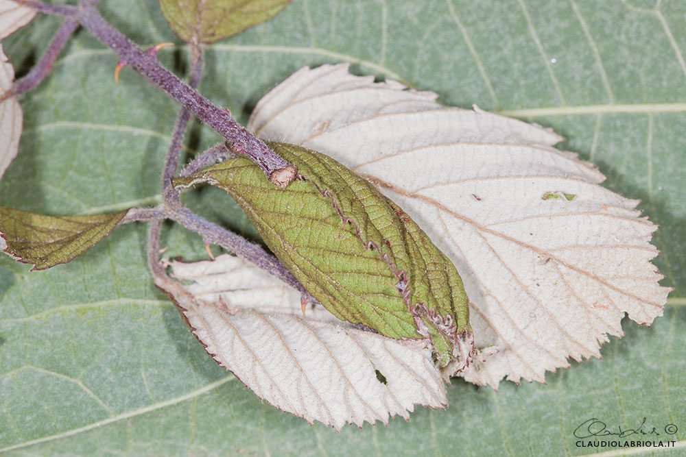 Acronicta (Viminia) rumicis (Linnaeus, 1758)