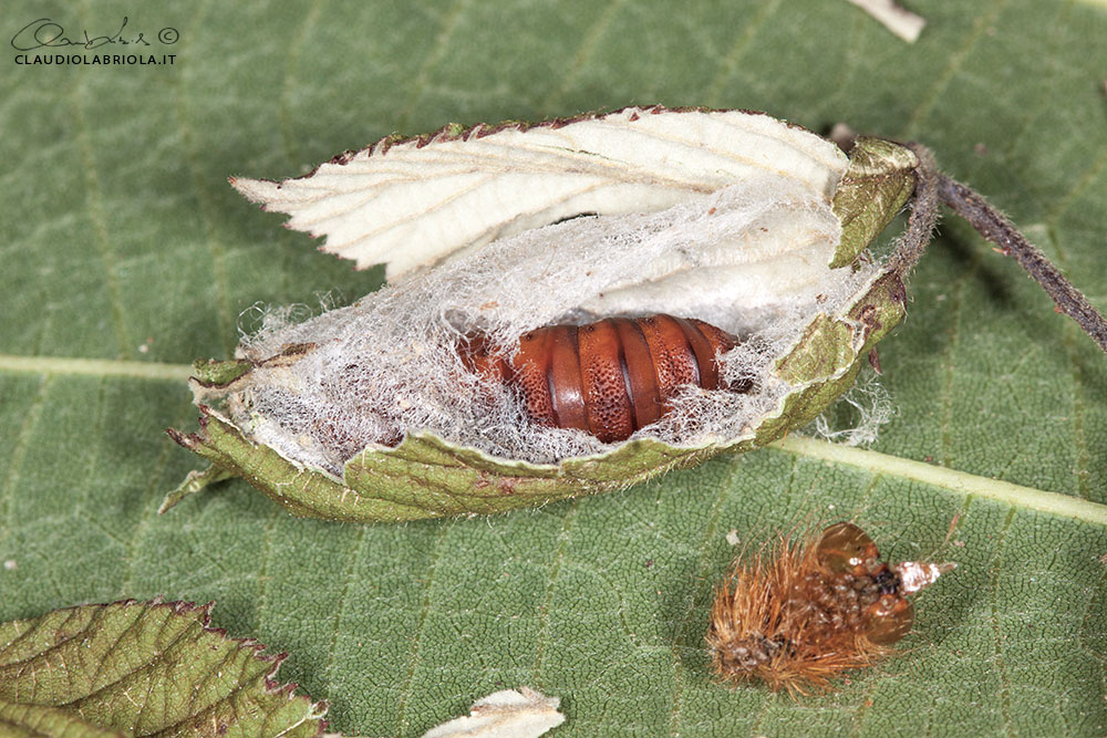 Acronicta (Viminia) rumicis (Linnaeus, 1758)