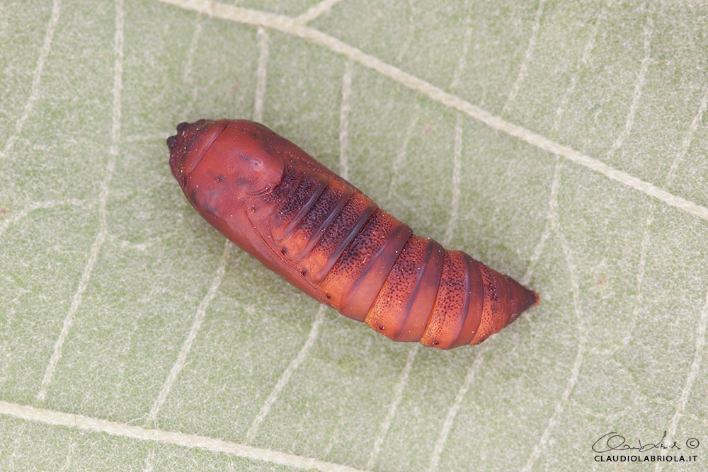 Acronicta (Viminia) rumicis (Linnaeus, 1758)