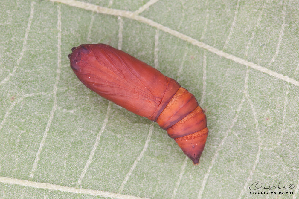 Acronicta (Viminia) rumicis (Linnaeus, 1758)