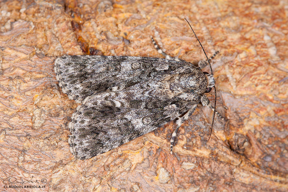 Acronicta (Viminia) rumicis (Linnaeus, 1758)