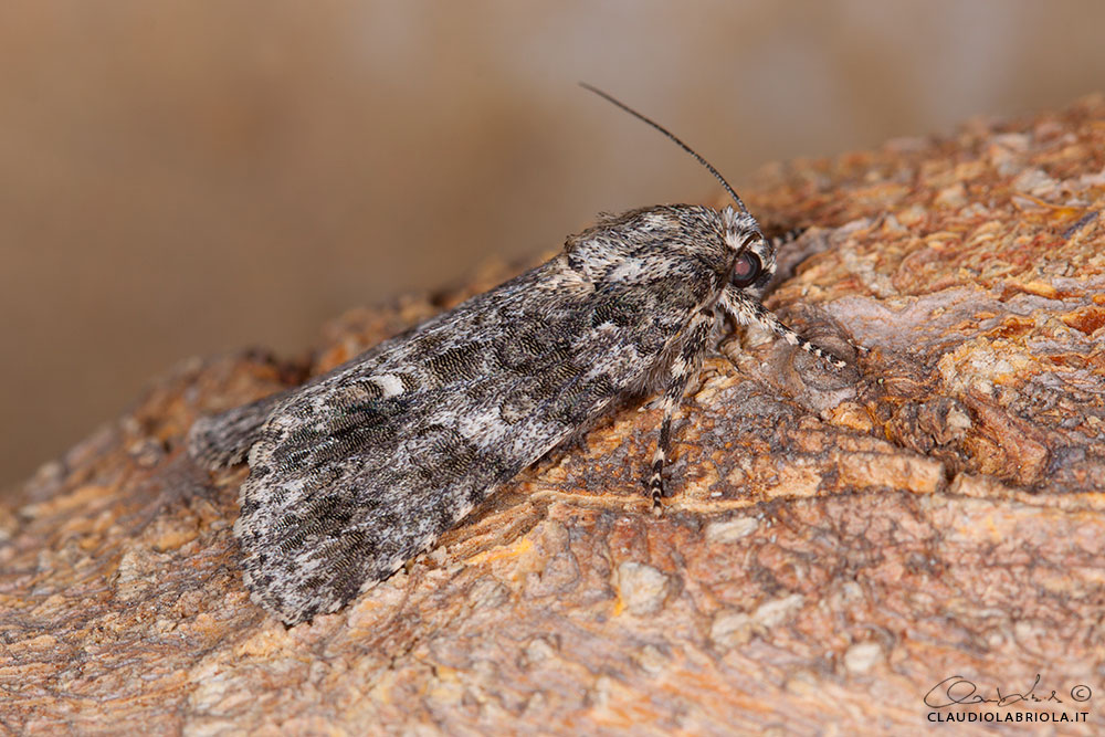 Acronicta (Viminia) rumicis (Linnaeus, 1758)