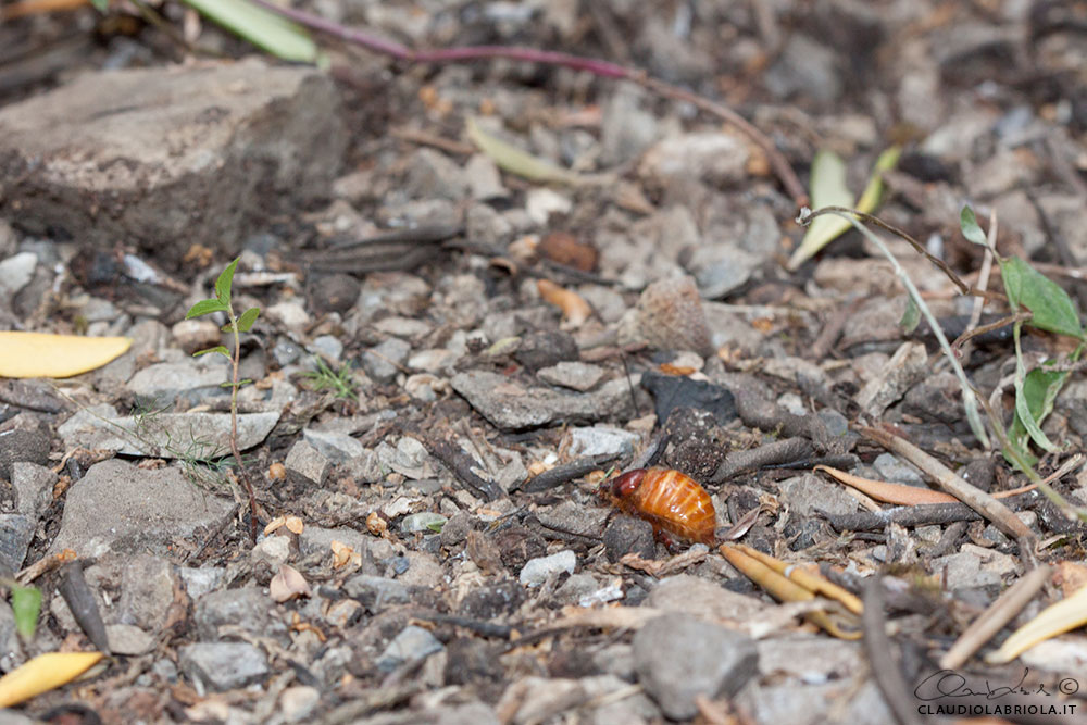 Pachypus candidae (Petagna, 1787), femmina - Pachypodidae