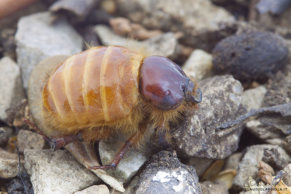 Pachypus candidae (Petagna, 1787), femmina - Pachypodidae
