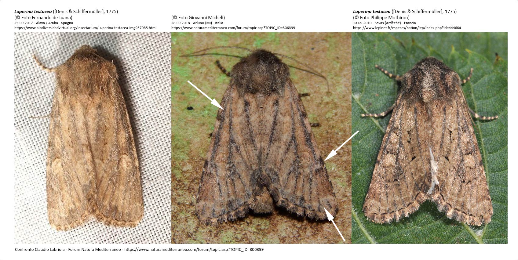 Noctuidae:  Luperina testacea