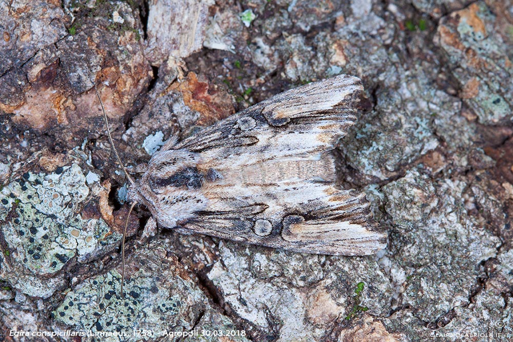 Egira conspicillaris - Noctuidae Noctuinae