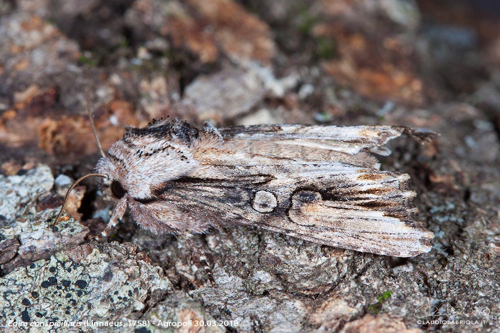 Egira conspicillaris - Noctuidae Noctuinae
