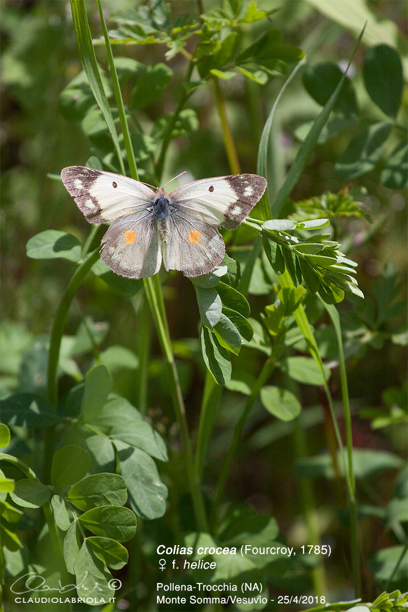 Colias crocea (Fourcroy, 1785) femmina f. helice