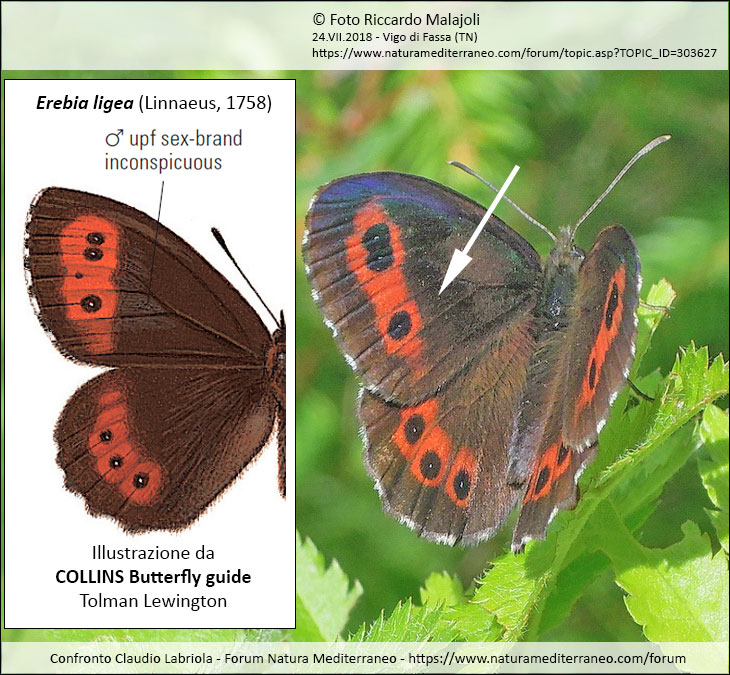Erebia ligea ??