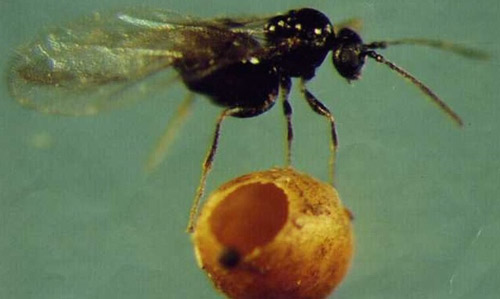 Neuroterus saltatorius cf., Cynipidae? No, Corimalia pallida, Nanophyidae
