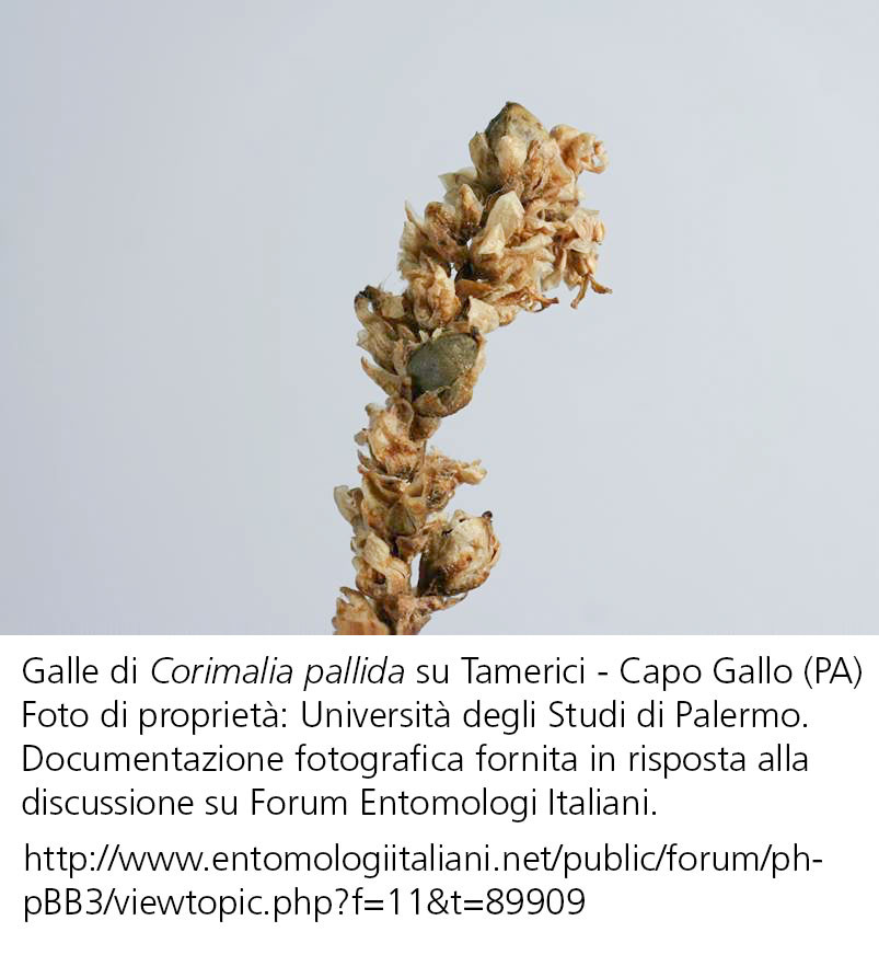 Neuroterus saltatorius cf., Cynipidae? No, Corimalia pallida, Nanophyidae