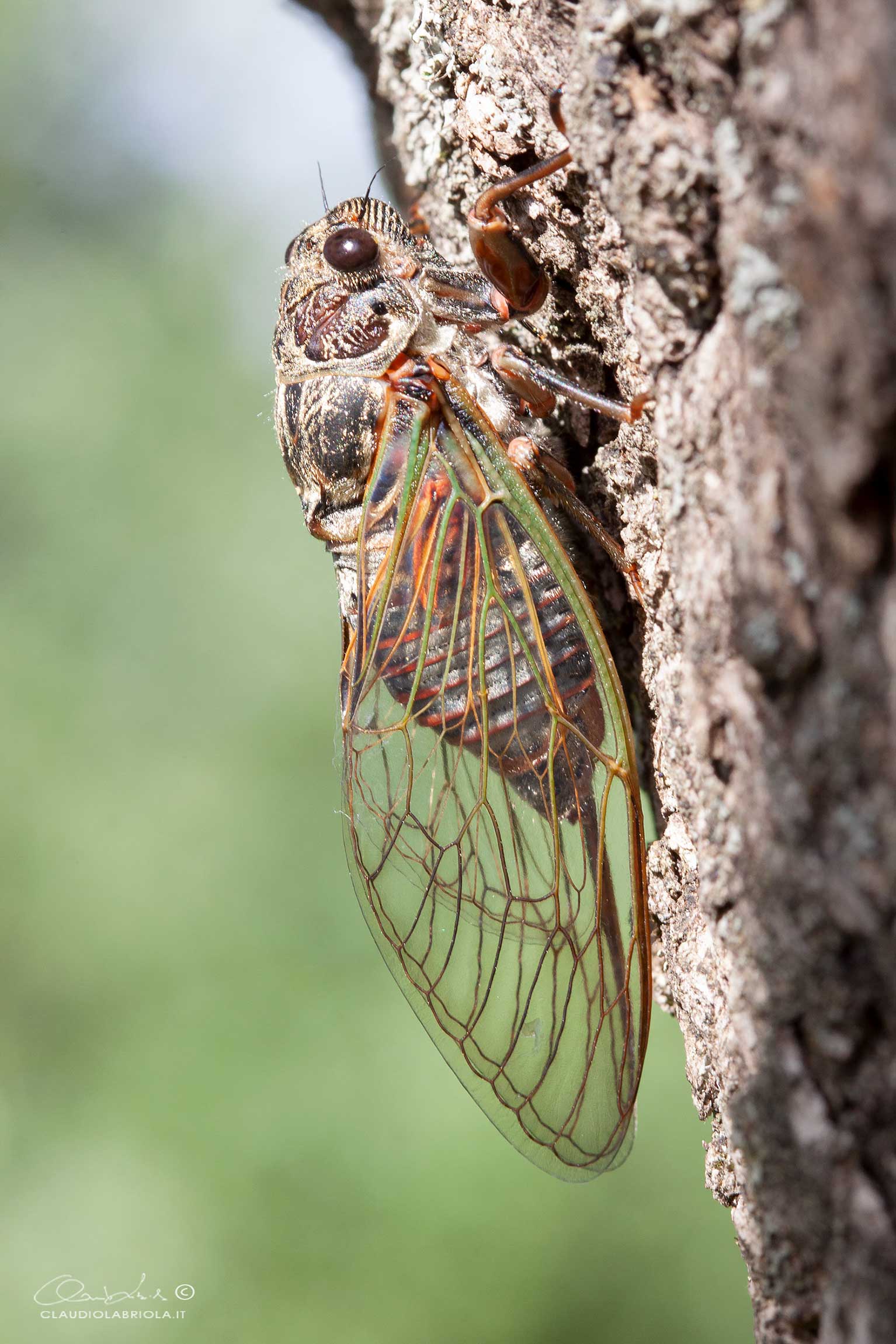 Cicadidae: Tibicina haematodes  f.ma viridinervis