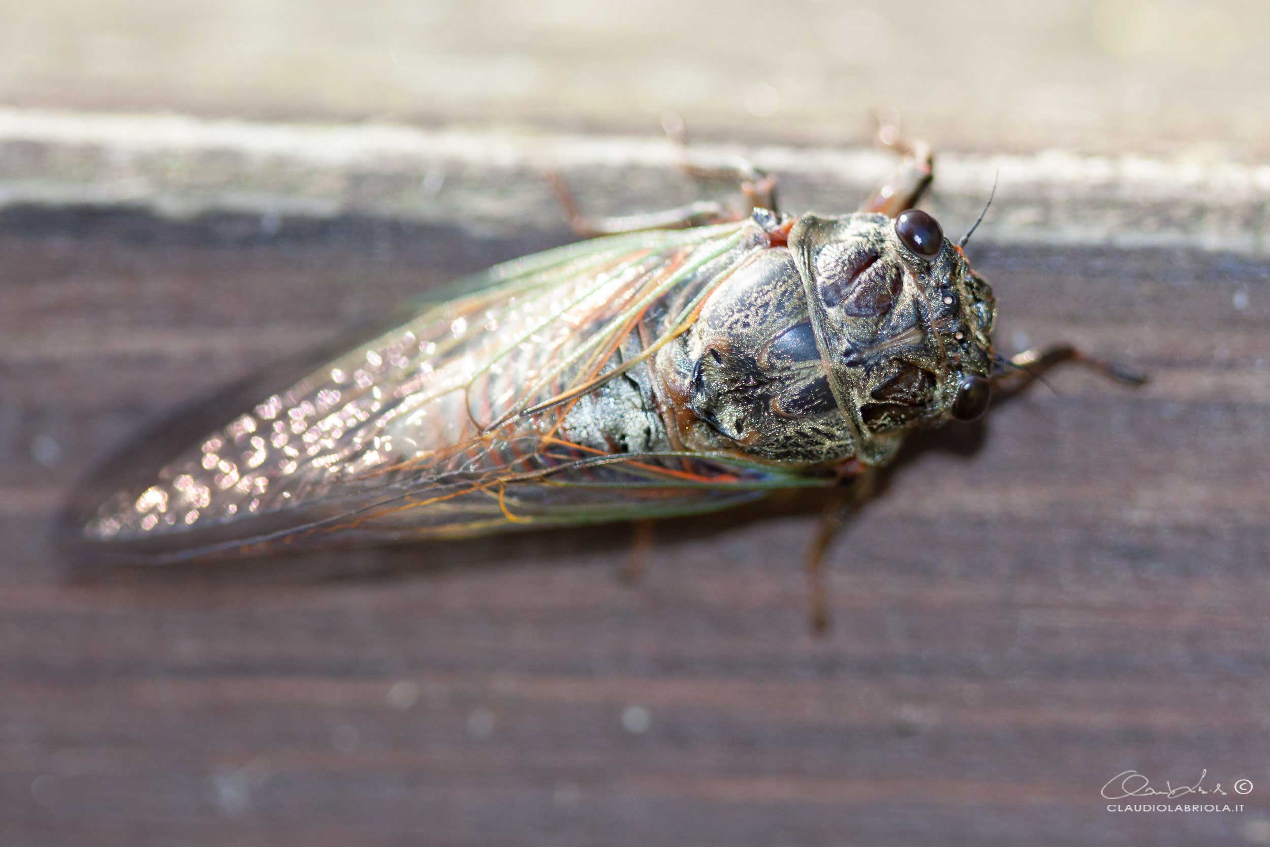 Cicadidae: Tibicina haematodes  f.ma viridinervis