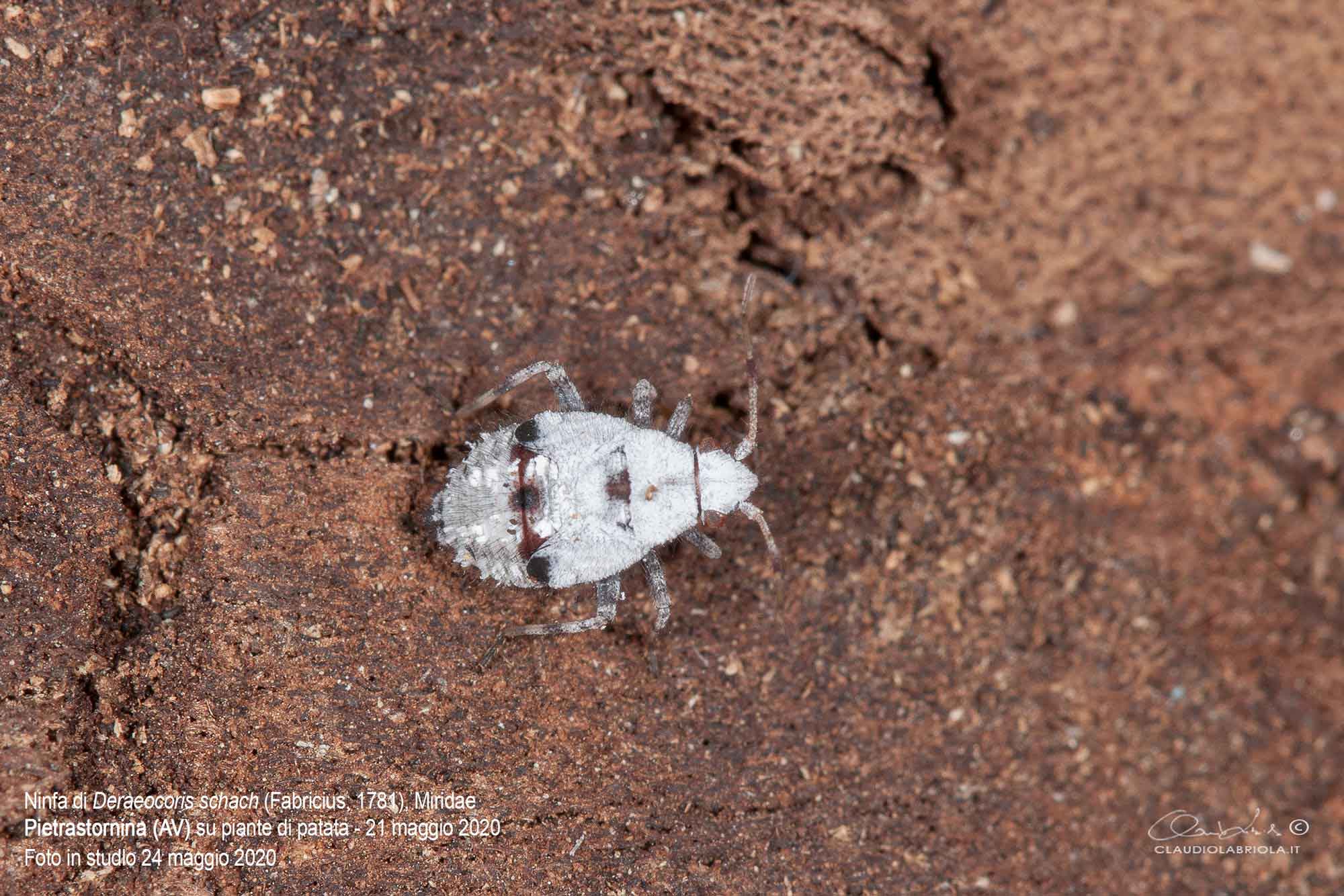 Deraeocoris (Deraeocoris) schach (Fabricius, 1781) - Miridae