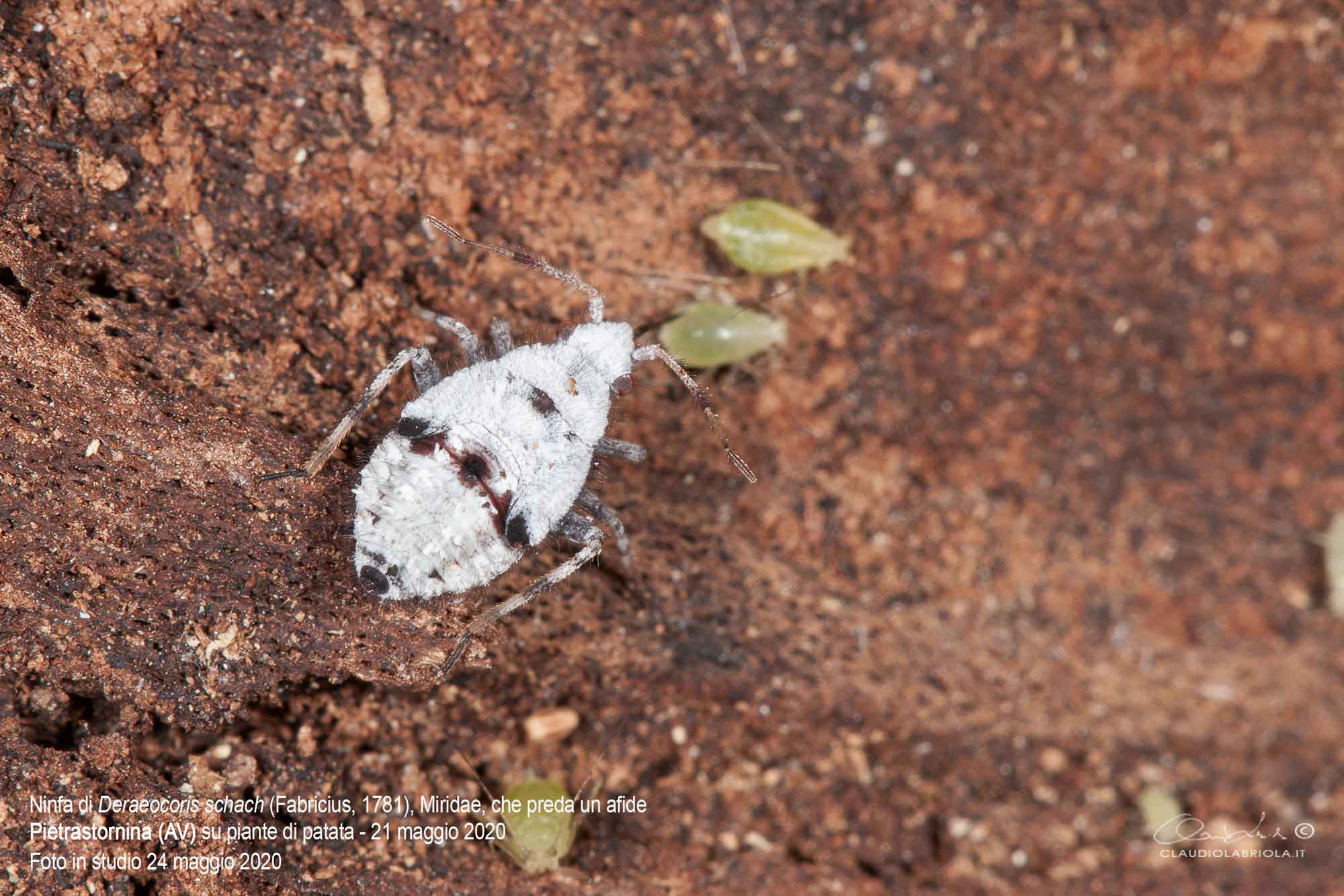 Deraeocoris (Deraeocoris) schach (Fabricius, 1781) - Miridae