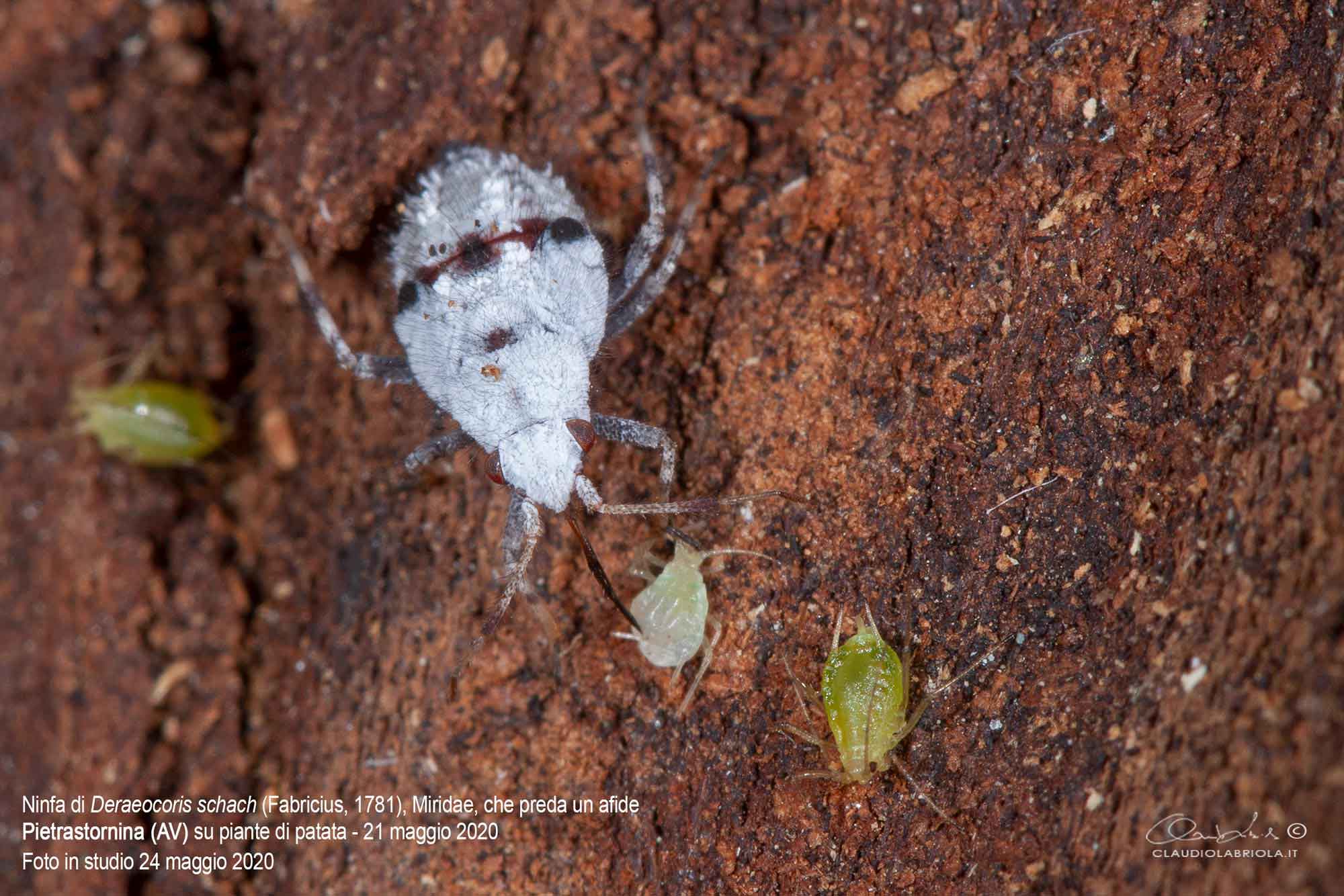 Deraeocoris (Deraeocoris) schach (Fabricius, 1781) - Miridae