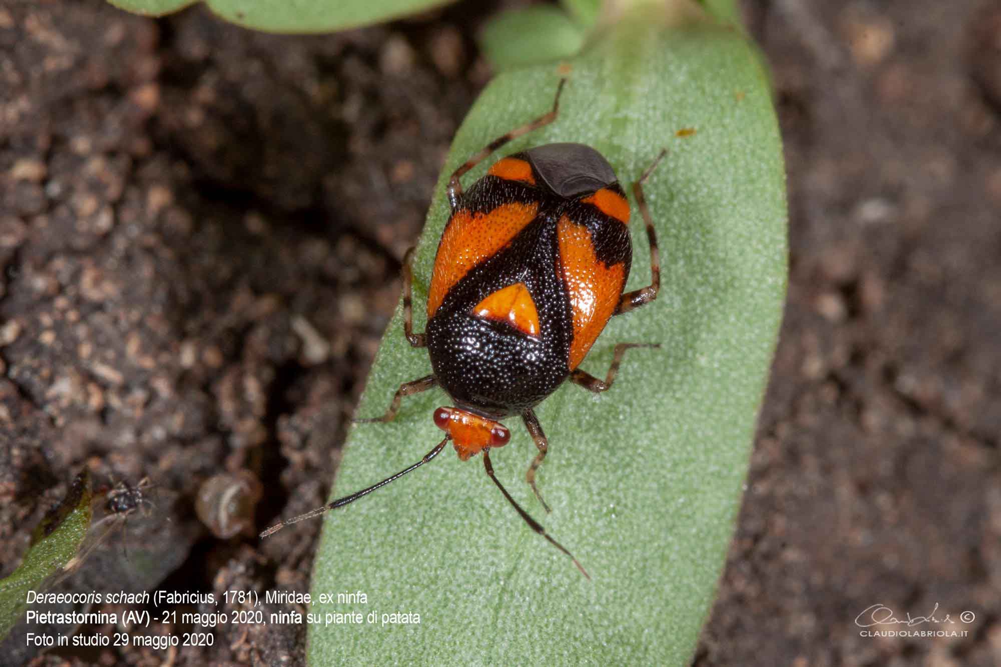 Deraeocoris (Deraeocoris) schach (Fabricius, 1781) - Miridae