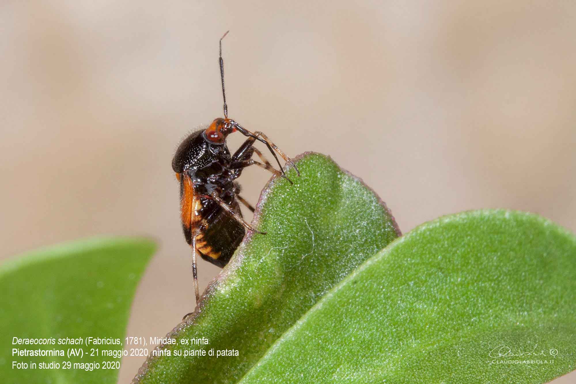 Deraeocoris (Deraeocoris) schach (Fabricius, 1781) - Miridae