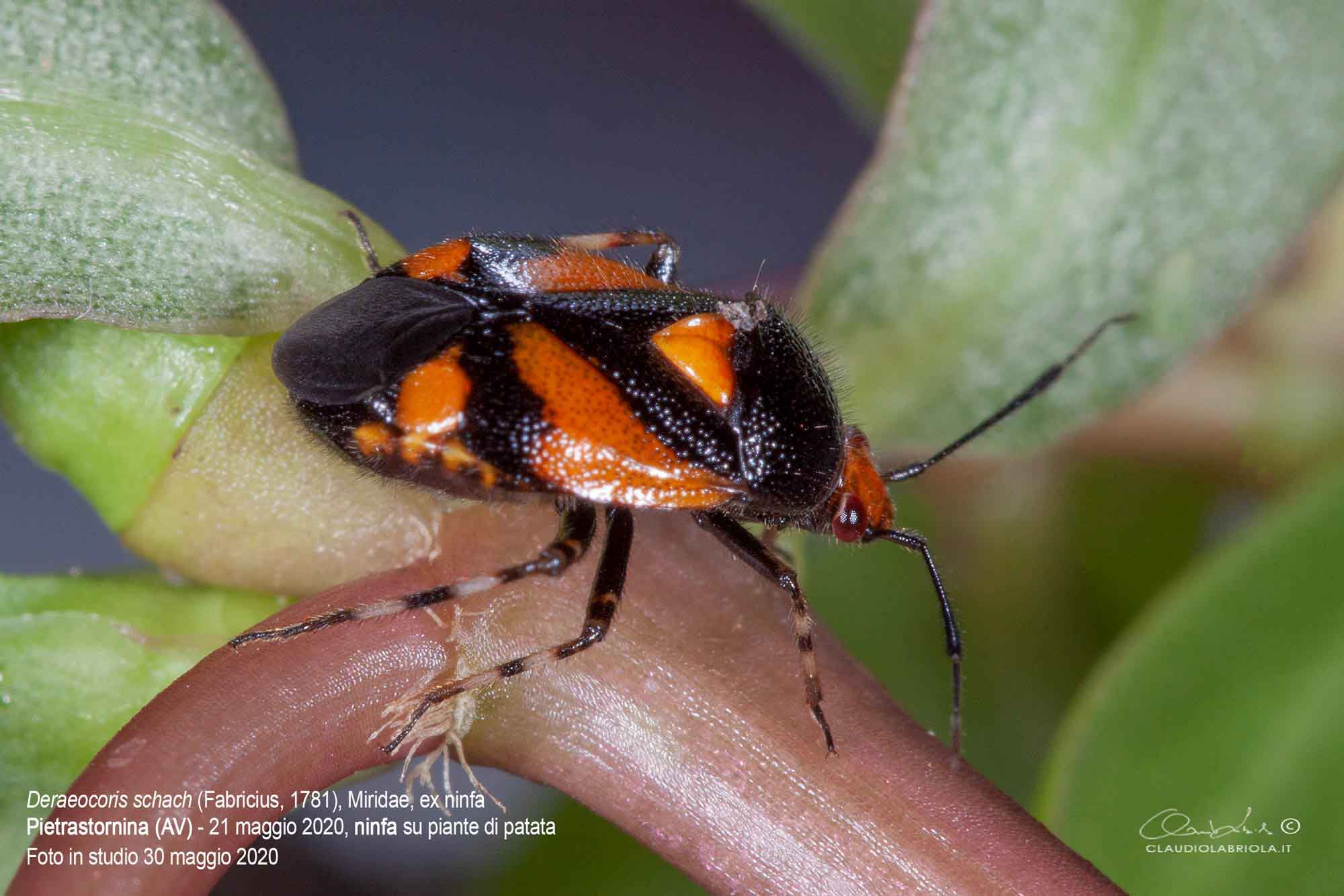 Deraeocoris (Deraeocoris) schach (Fabricius, 1781) - Miridae