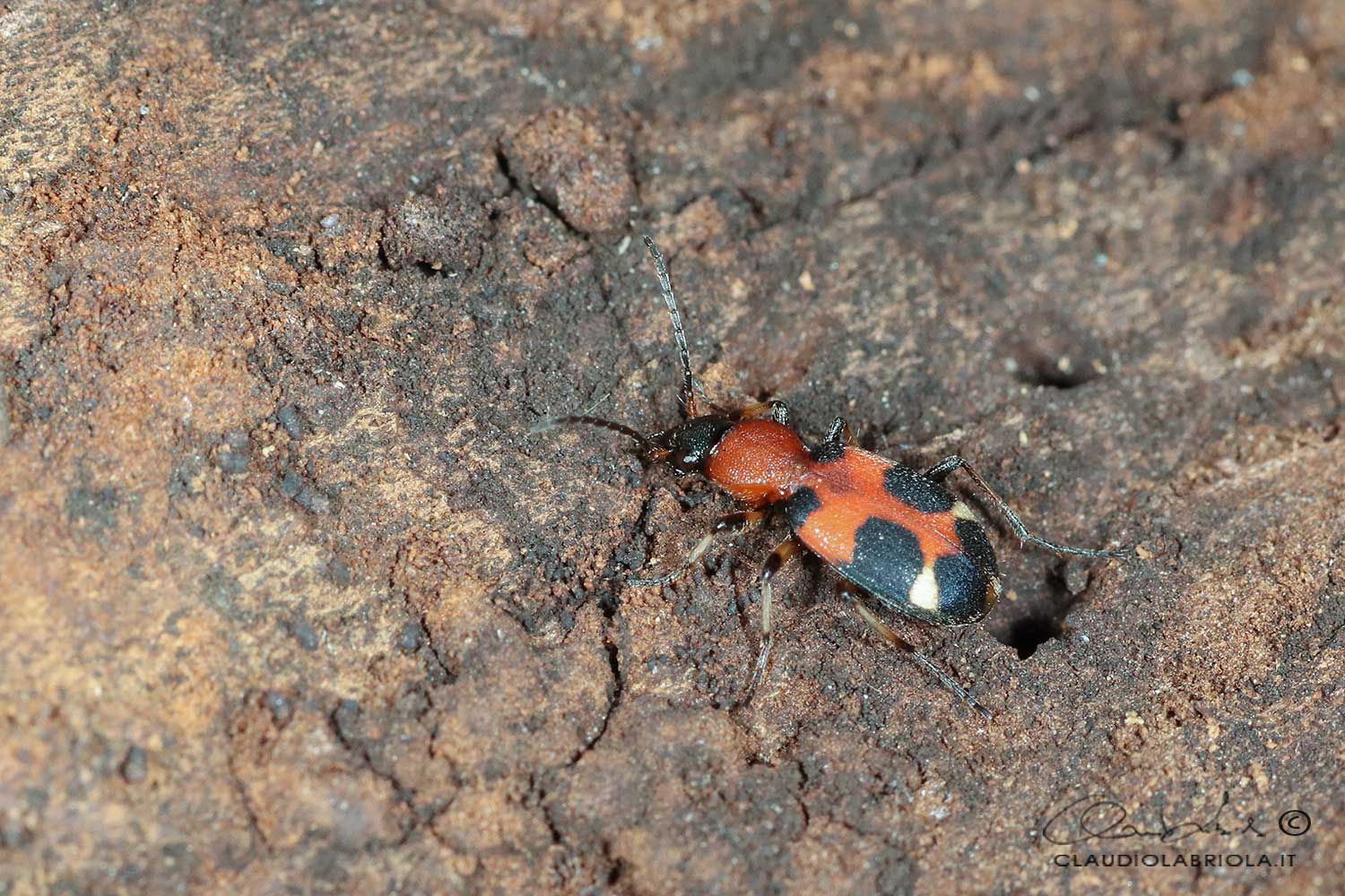 Callistus lunatus (Fabricius, 1775) - Carabidae