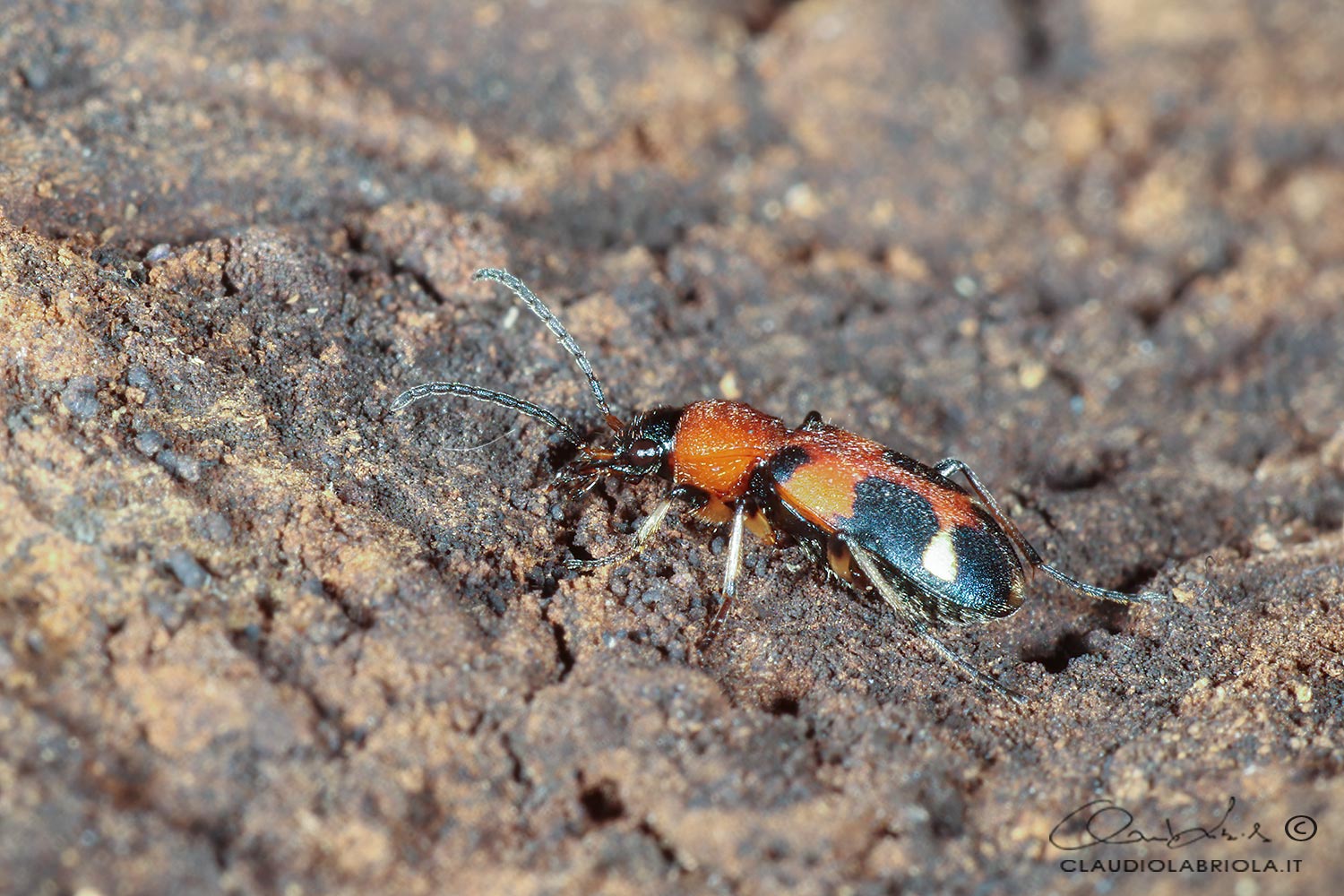 Callistus lunatus (Fabricius, 1775) - Carabidae