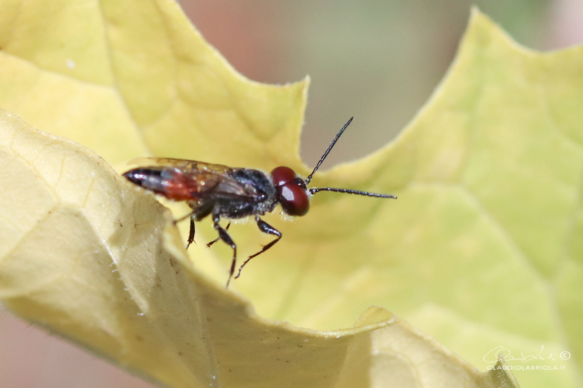 Astata sp. - Crabronidae