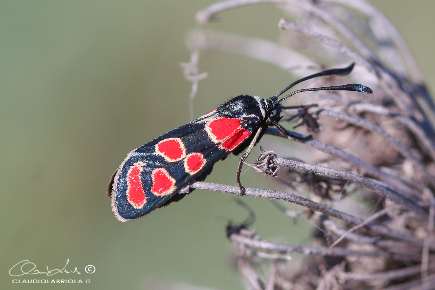 Zygaena carniolica (Scopoli, 1763)