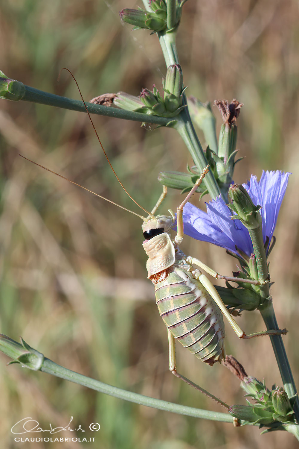 Ephippiger apulus subsp. italicus