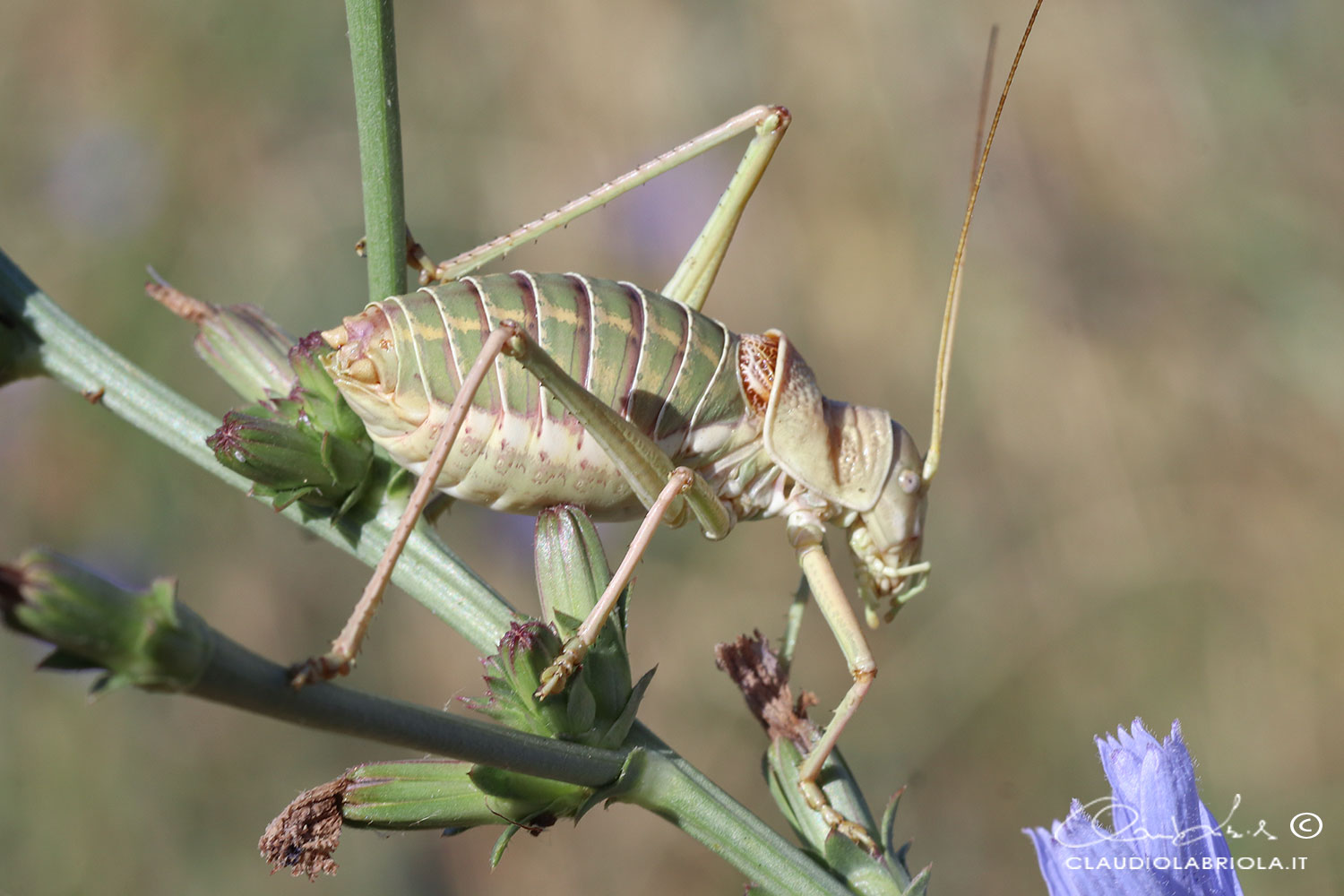 Ephippiger apulus subsp. italicus