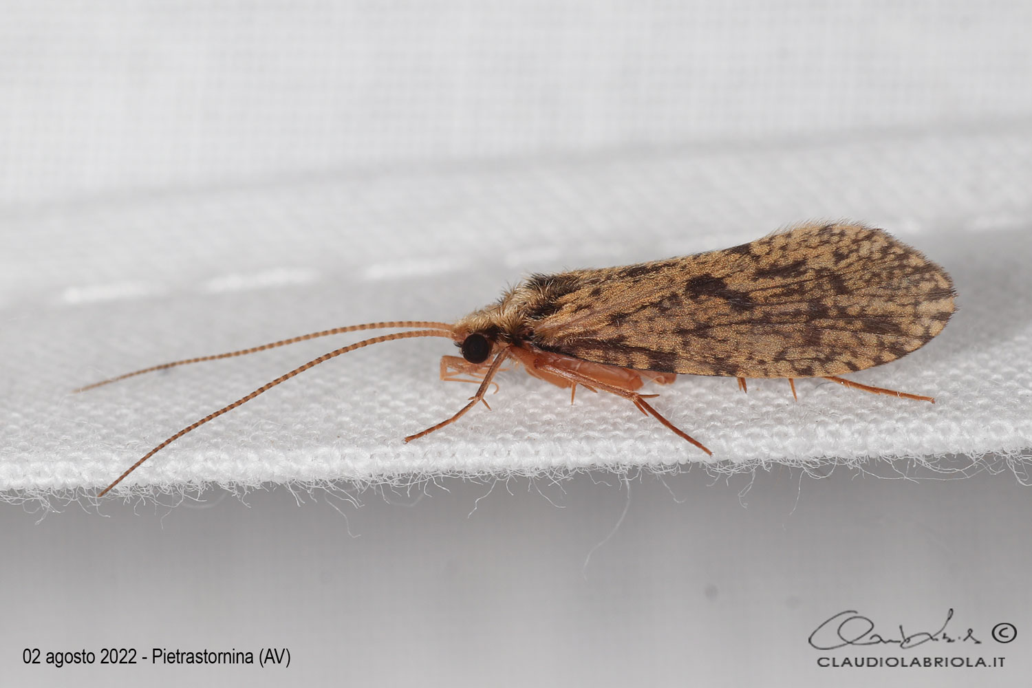 Plectrocnemia cf geniculata / conspersa