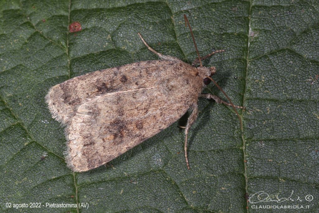 Caradrina morpheus - Noctuidae