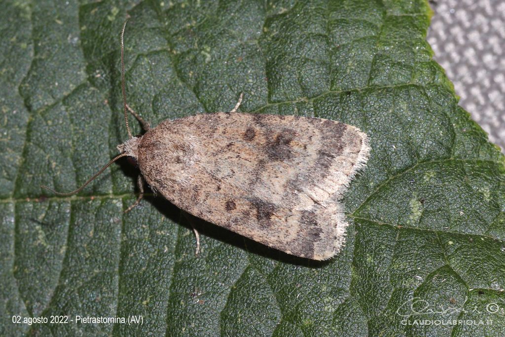 Caradrina morpheus - Noctuidae