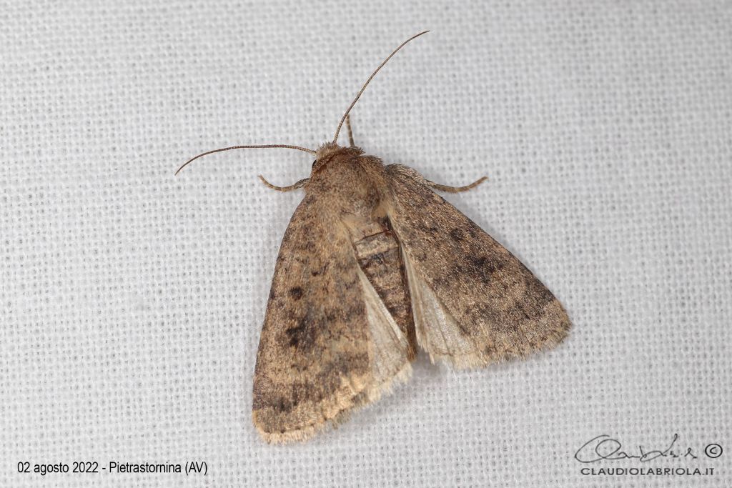 Caradrina morpheus - Noctuidae