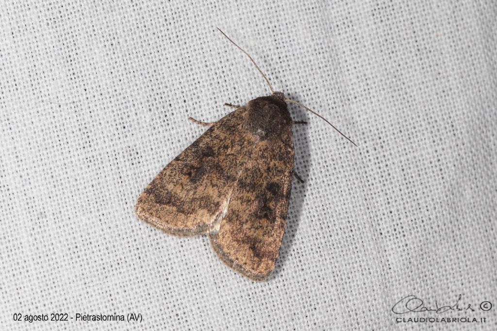 Caradrina morpheus - Noctuidae