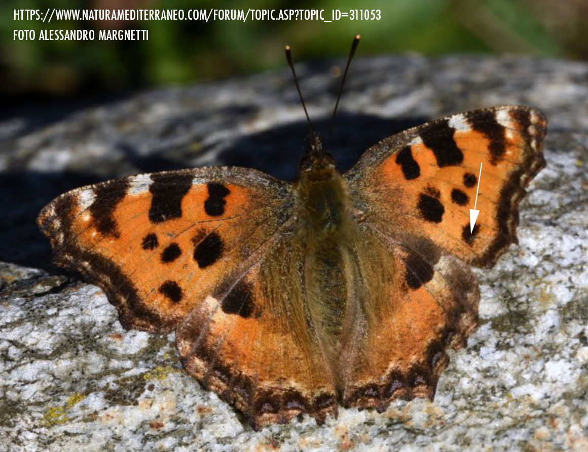 Nymphalis polychloros o Aglais urticae  (????) - Aglais urticae