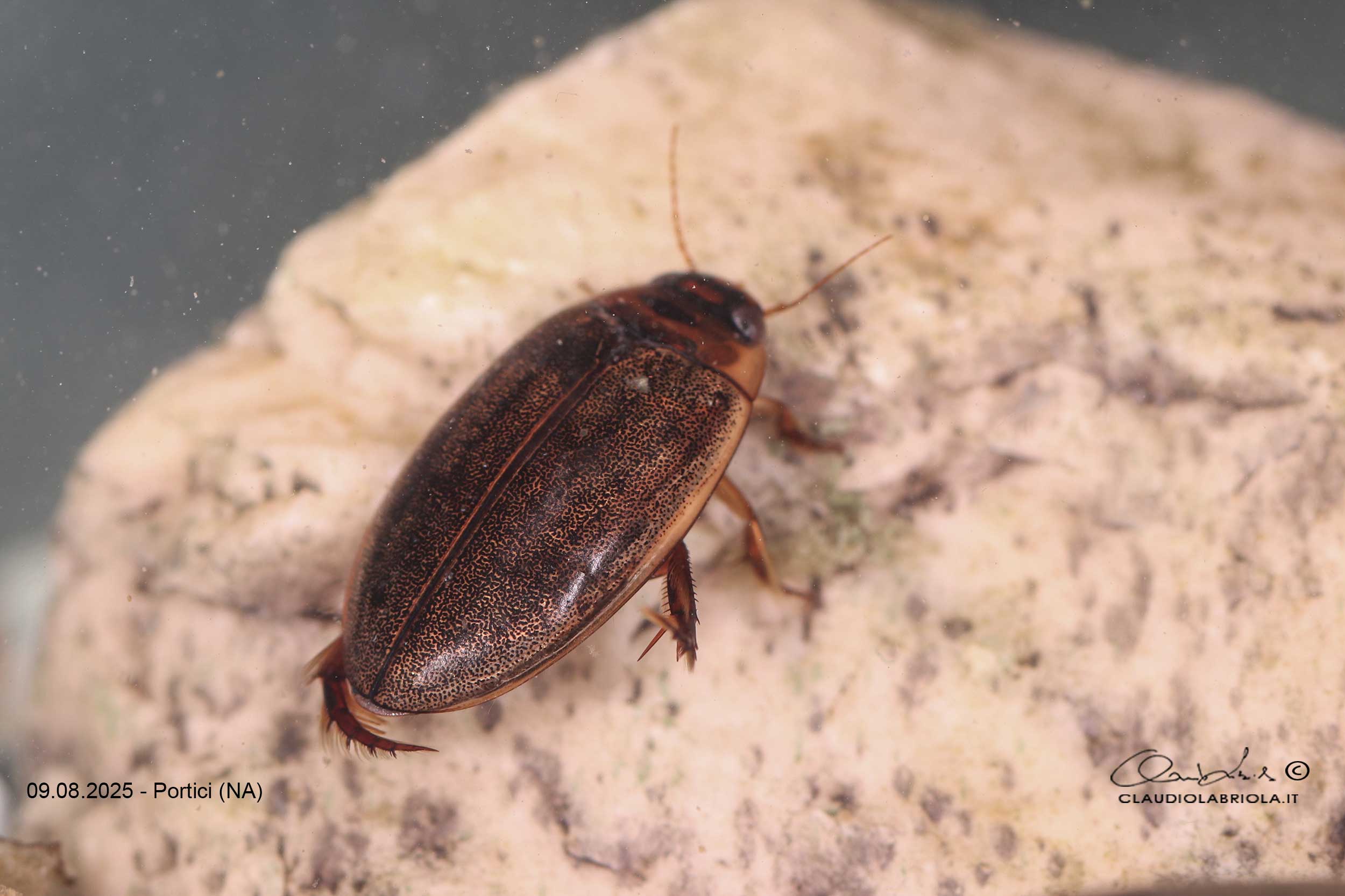 Dytiscidae - Rhantus suturalis