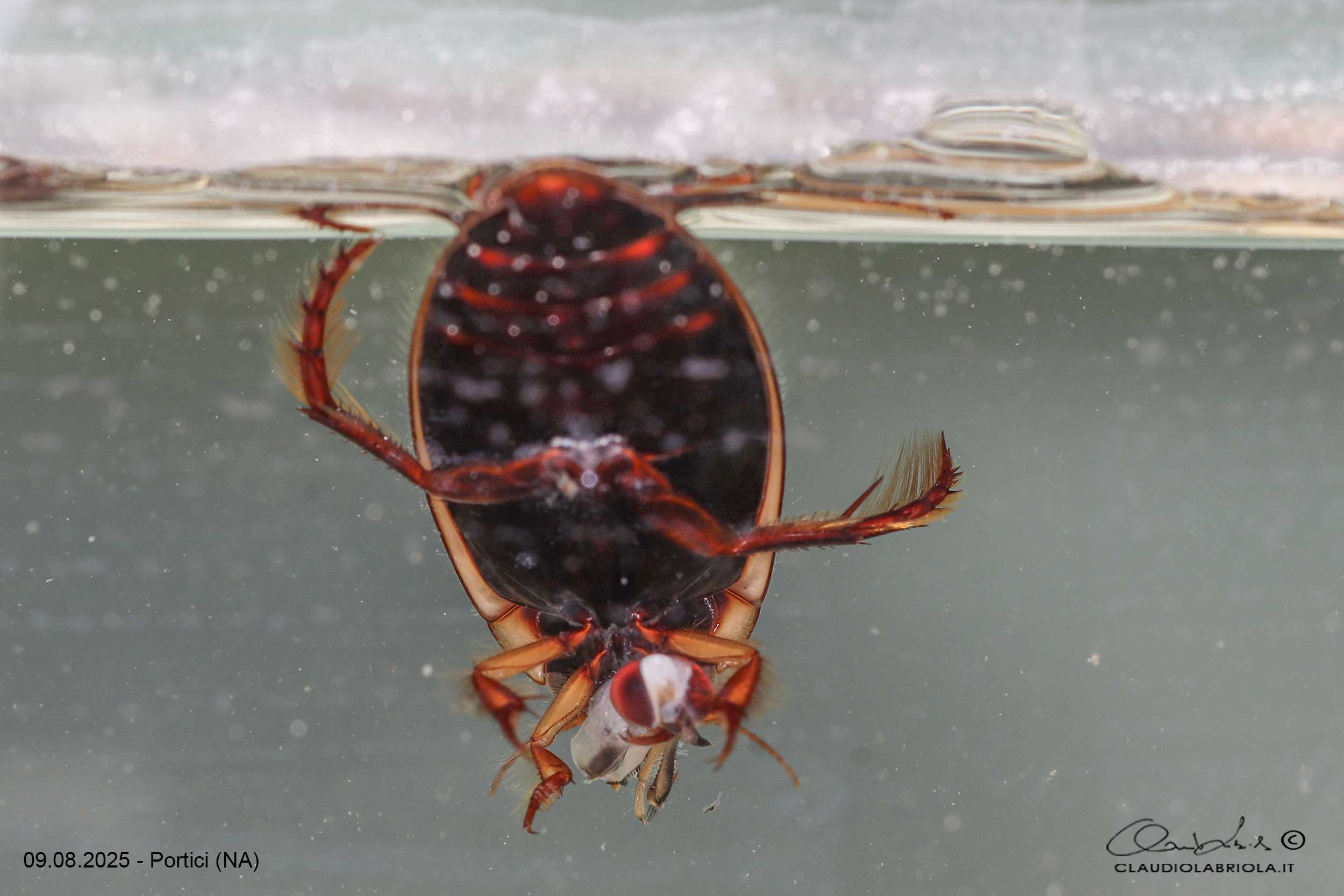 Dytiscidae - Rhantus suturalis