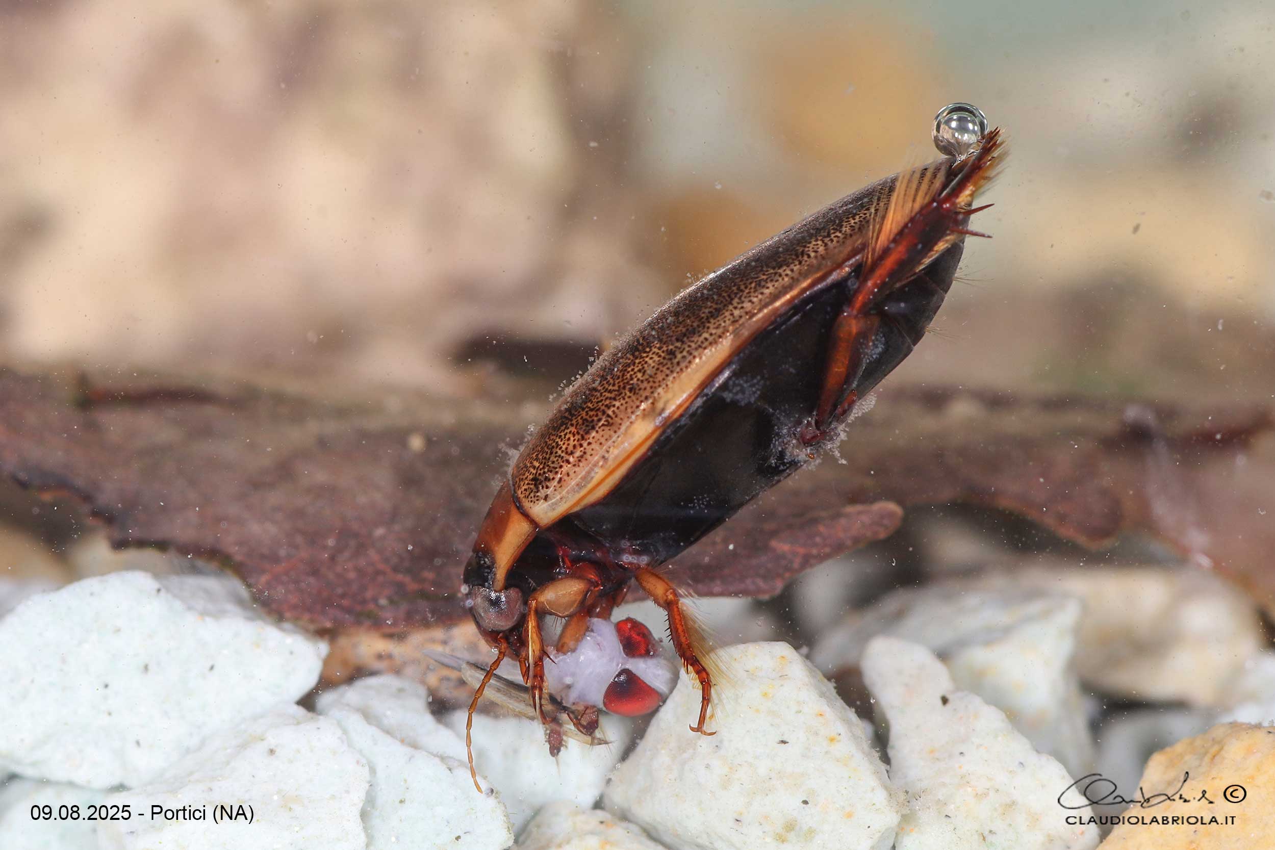 Dytiscidae - Rhantus suturalis