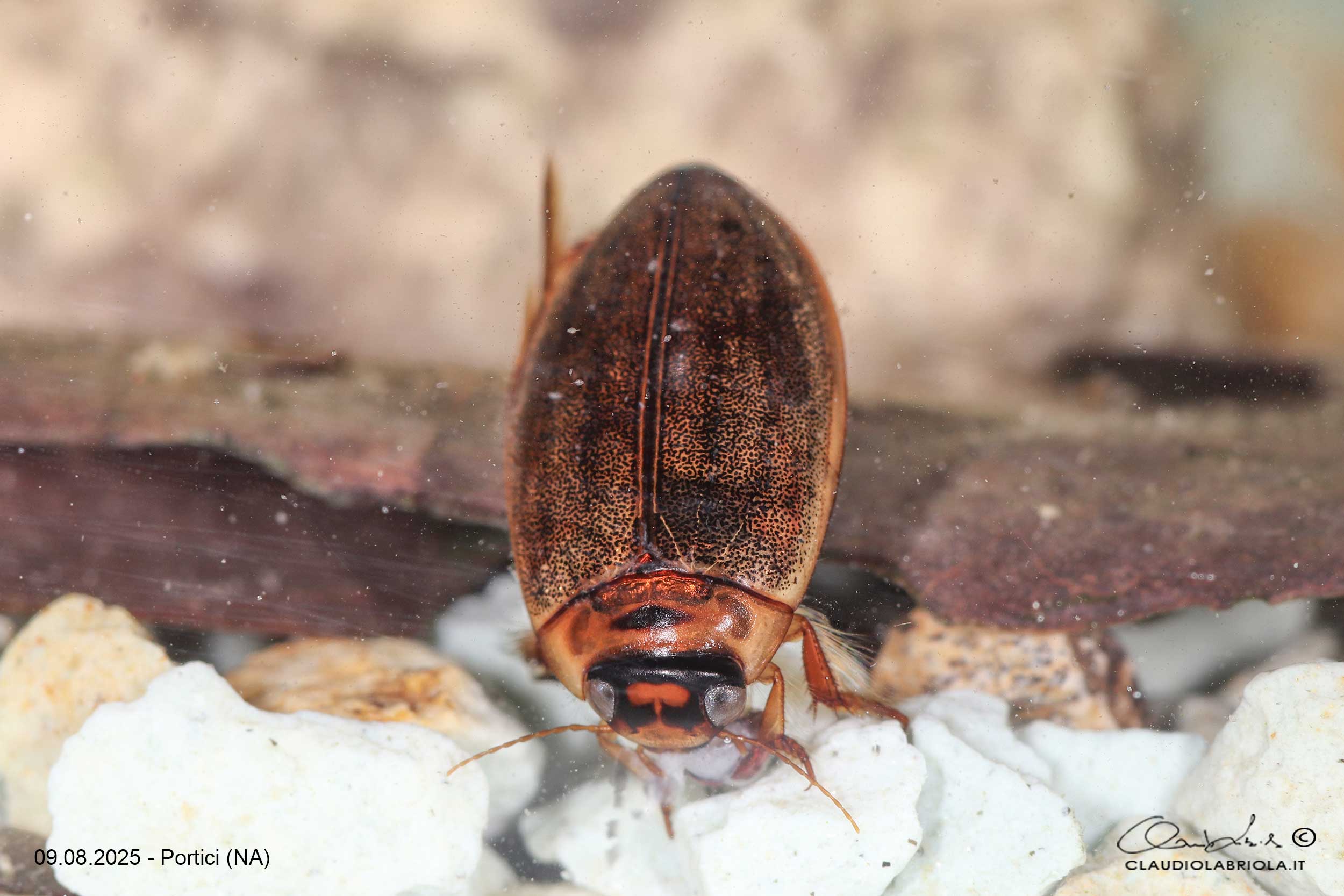 Dytiscidae - Rhantus suturalis
