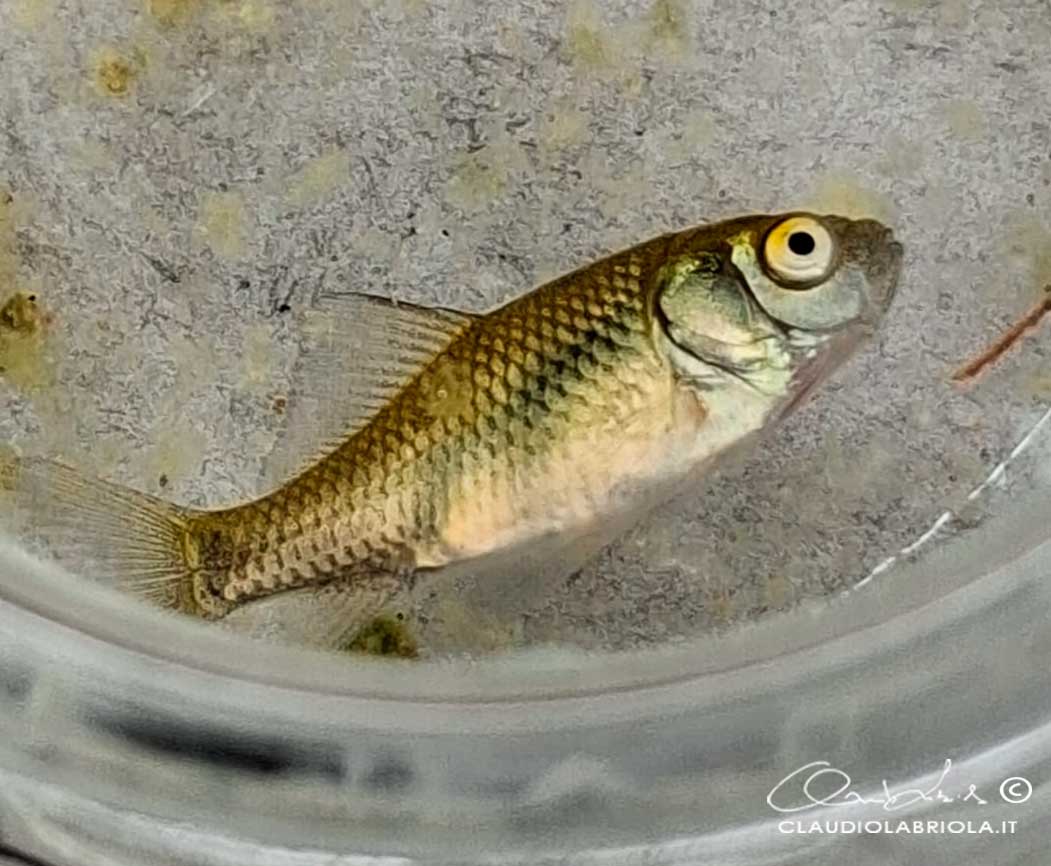 Carassius cf. auratus - da confermare