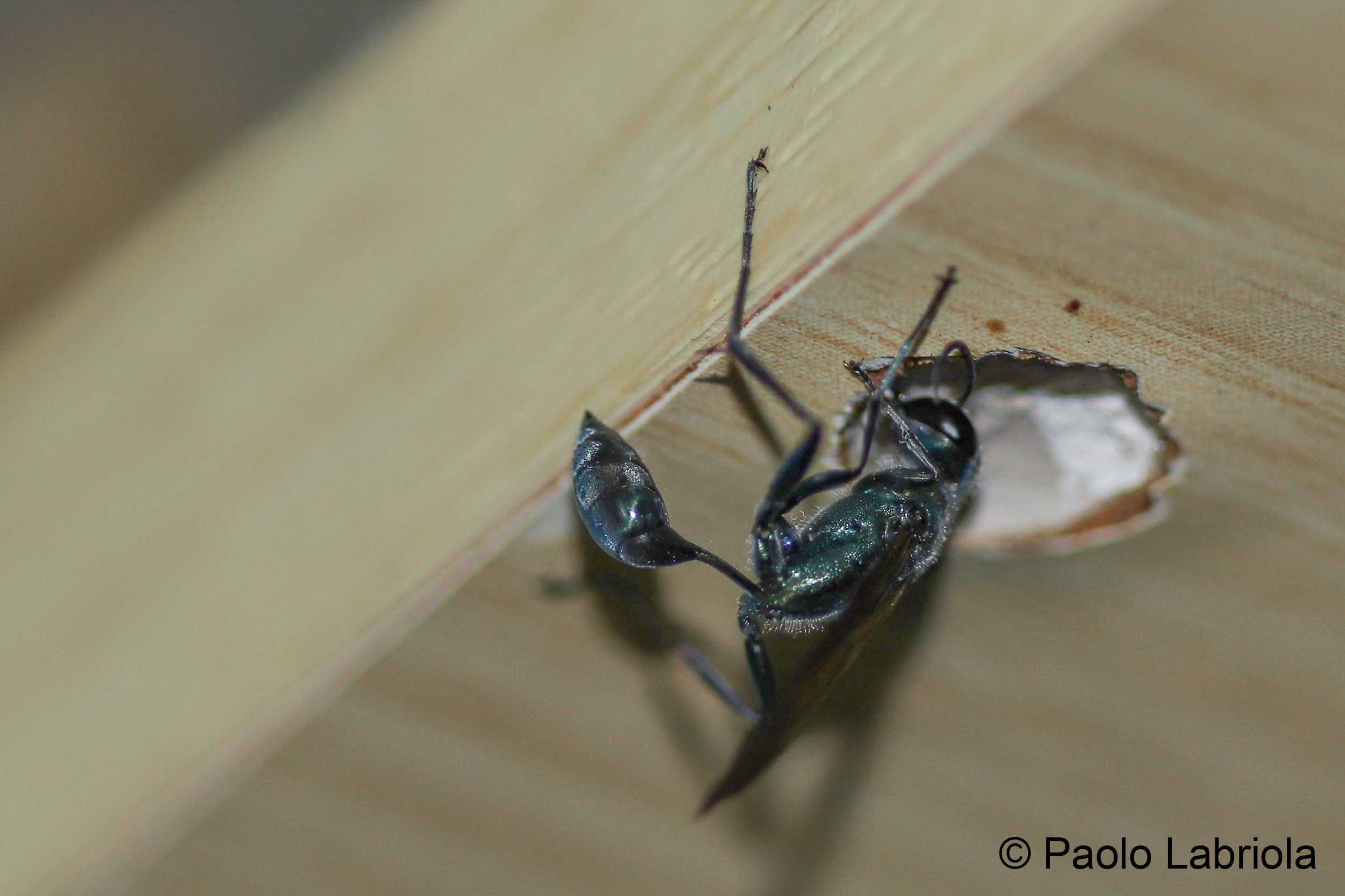 Chalybion sp. - Sphecidae (Si arriva alla specie?)