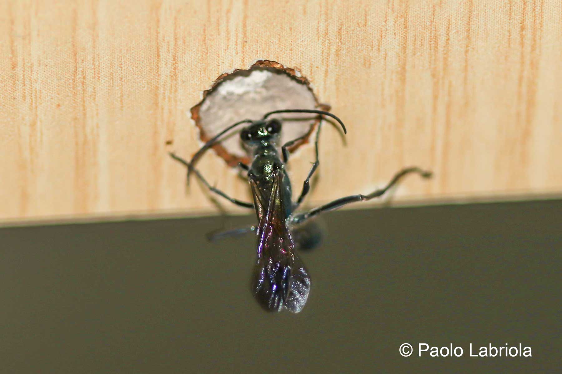 Chalybion sp. - Sphecidae (Si arriva alla specie?)