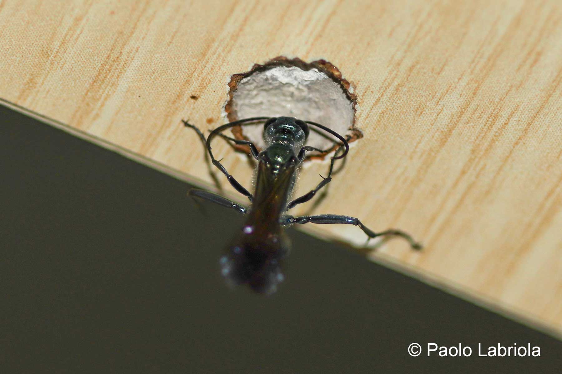 Chalybion sp. - Sphecidae (Si arriva alla specie?)