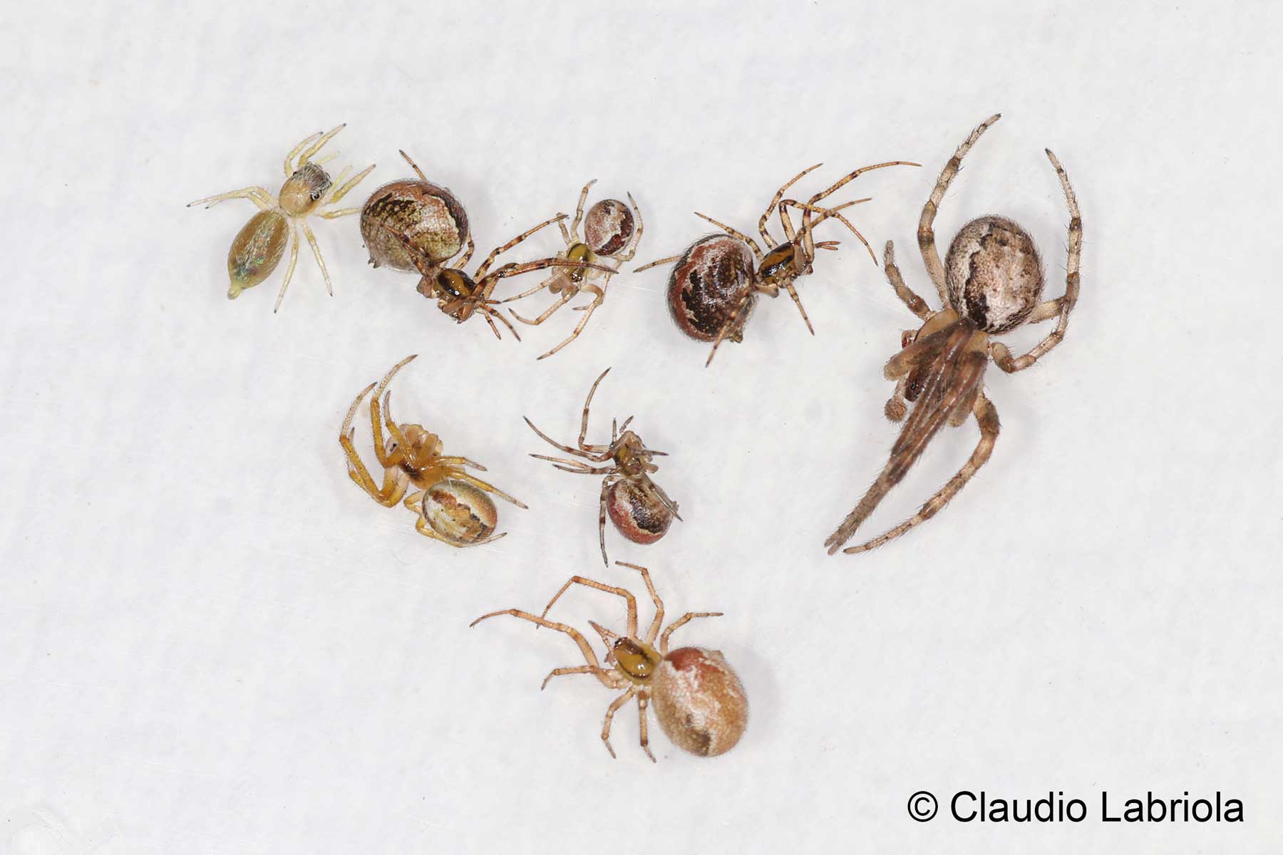 Chalybion sp. - Sphecidae (Si arriva alla specie?)