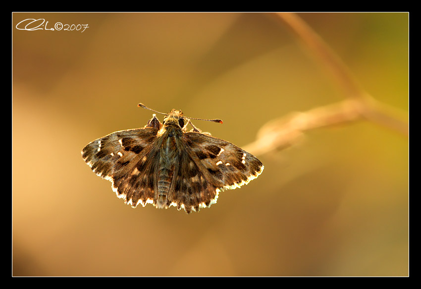 Carcharodus alceae